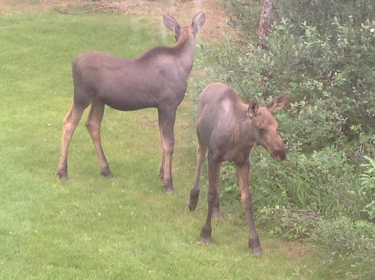 Denali Primrose Bed & Breakfast Healy Buitenkant foto